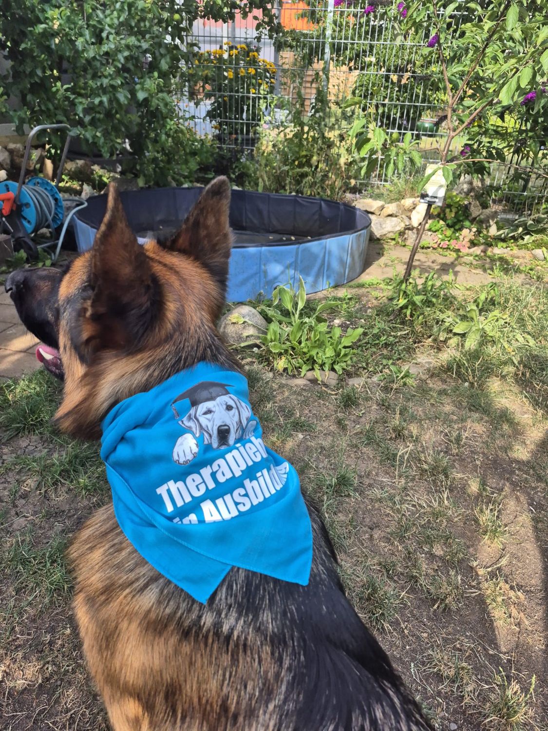 Therapiehund in Ausbildung mit türkisem Halstuch entspannt im Garten